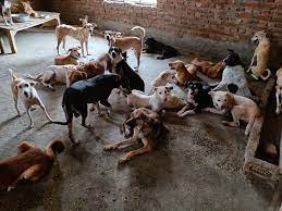 650 abandoned Dogs & Cats need food