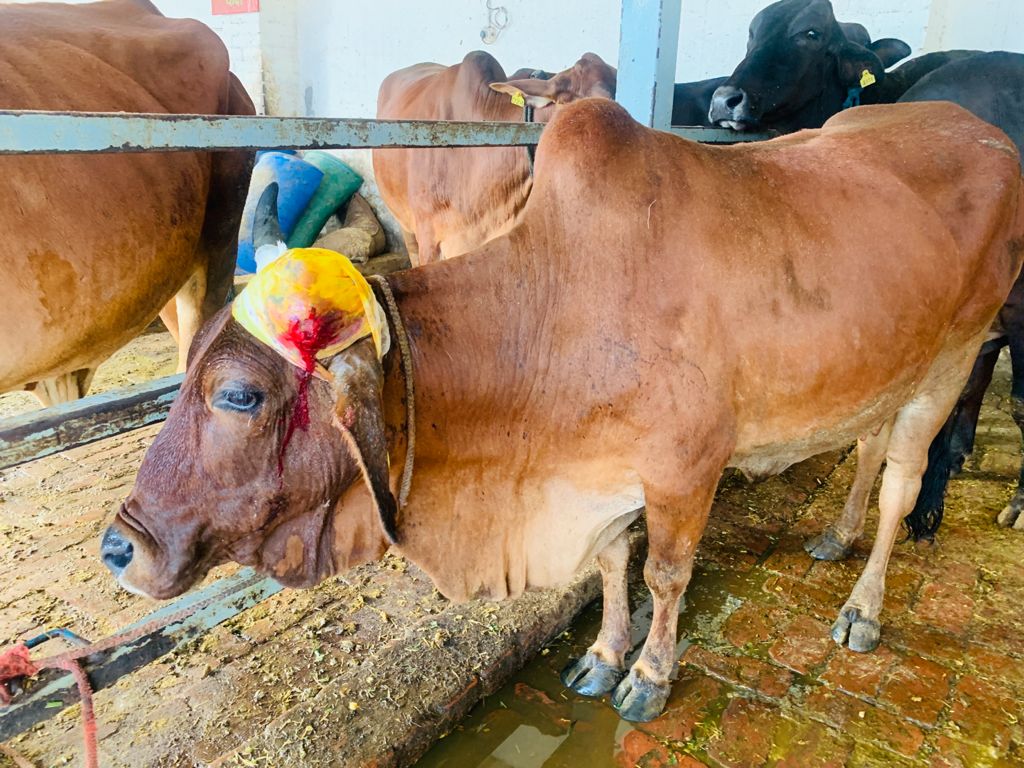 Road side Cows need treatment and care