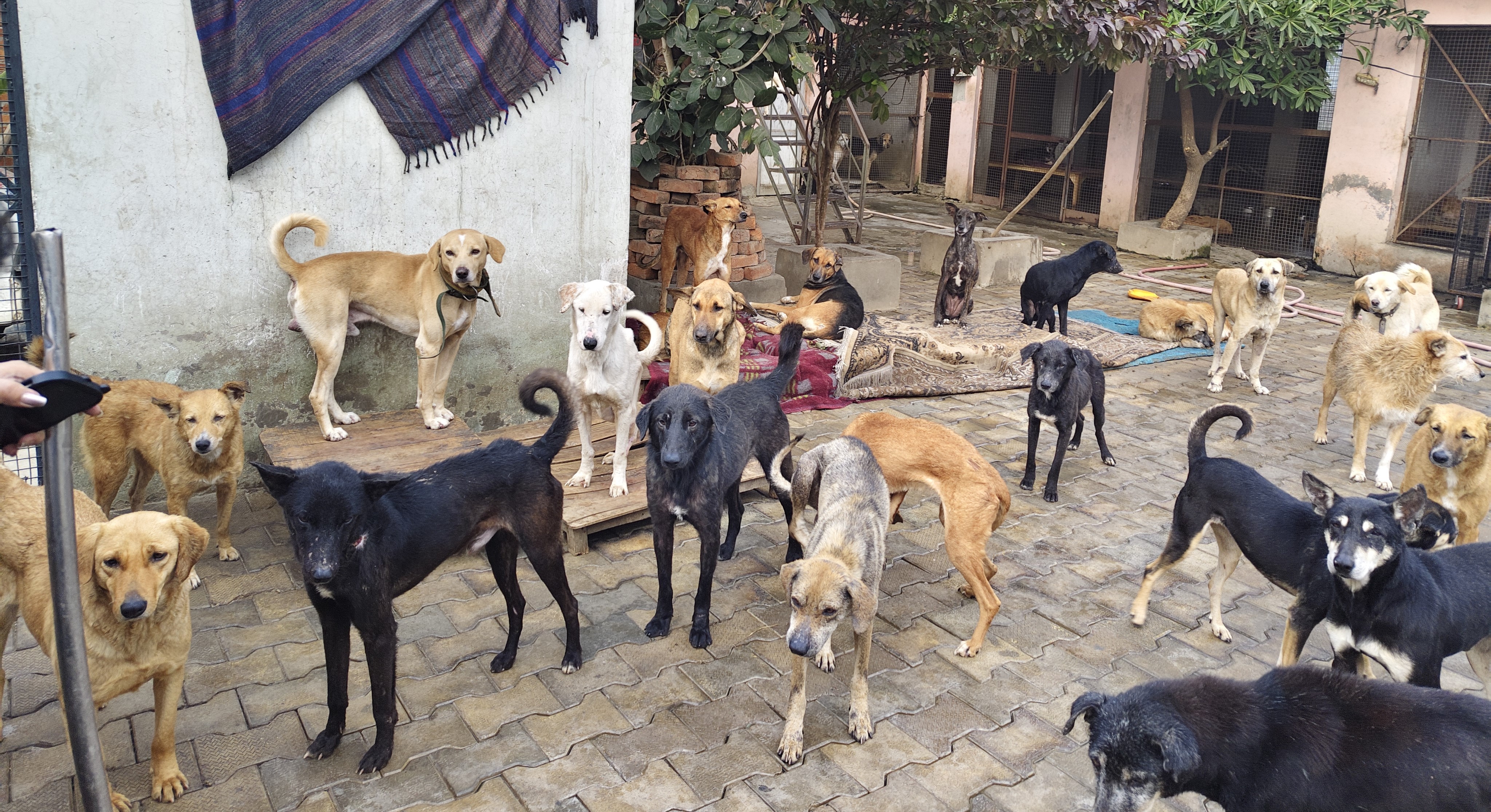 Support 750 Rescued Animals
